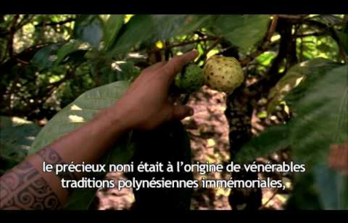 Tahitian Noni  Origins and Destiny: EU French
